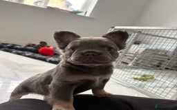French Bulldog dogs for sale: 4 Fluffy French Bulldogs FOR SALE  - Image 17