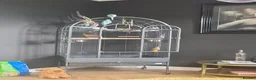 Budgerigars birds for sale: 2 budgies, cage and all toys in Wakefield - Advert 2
