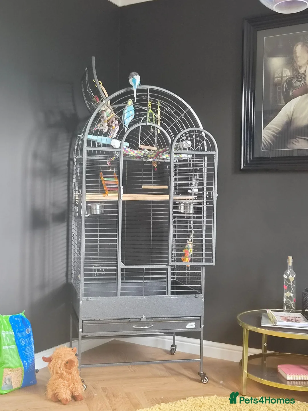 Budgerigars birds for sale: 2 budgies, cage and all toys in Wakefield - Advert 2