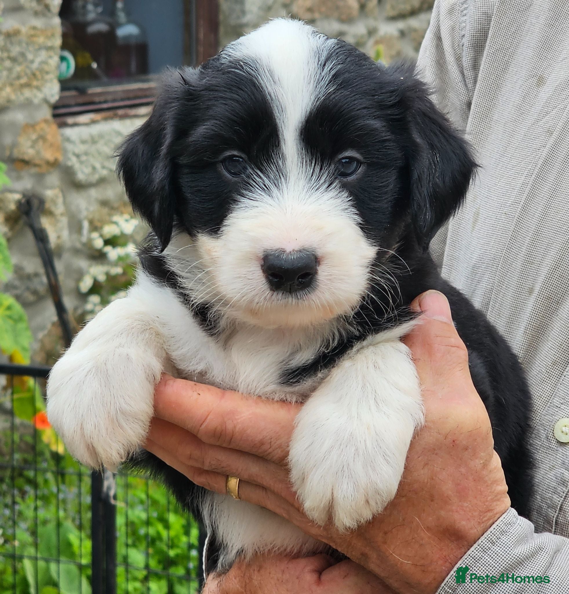 Mixed Breed dogs Handsome Black/white and brown/white boy puppies - Advert 2