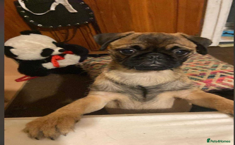 Pug dogs Pug puppies *1 BOY LEFT!!* - Advert 11