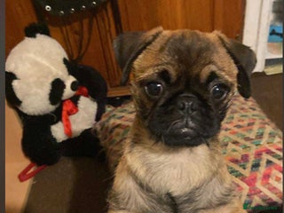 Pug dogs Pug puppies *1 BOY LEFT!!* - Advert 11