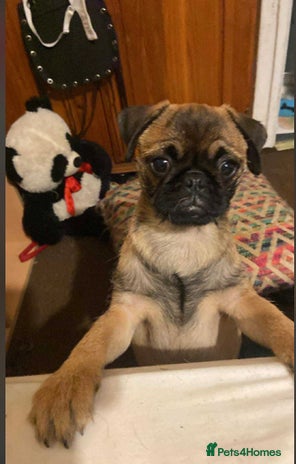 Pug dogs Pug puppies *1 BOY LEFT!!* - Advert 11