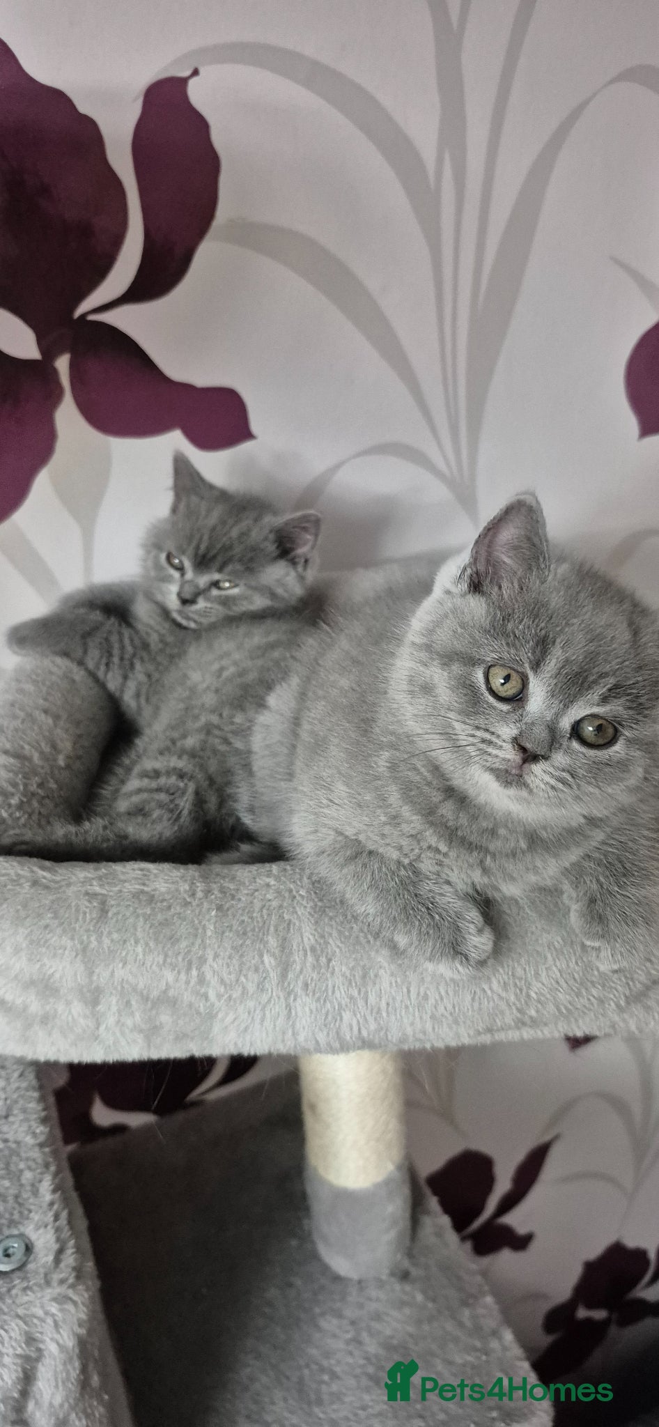 British Shorthair cats for sale: British shorthair kittens for sale  in Gloucester - Advert 3