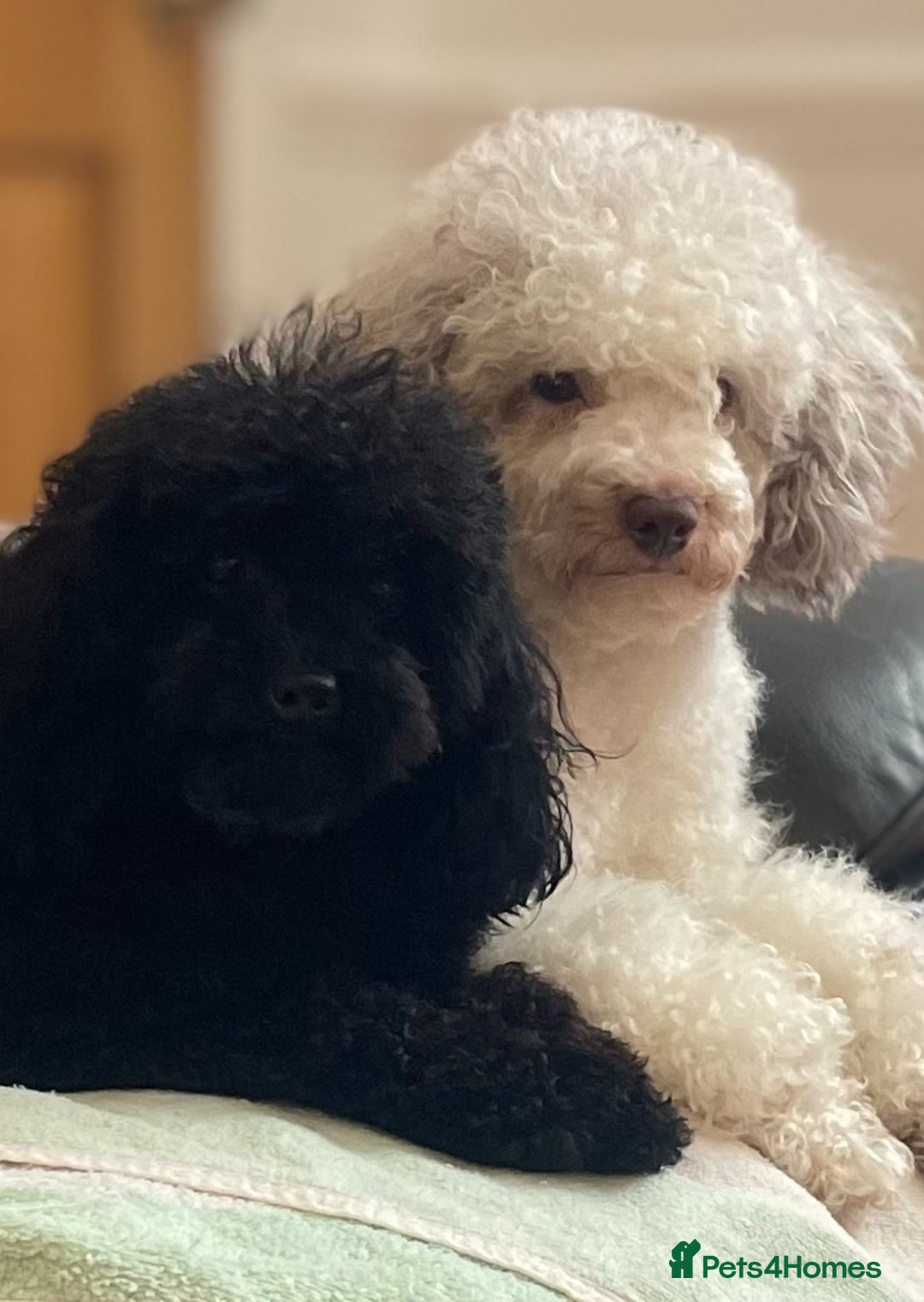 Miniature Poodle dogs for sale: Home Bred pups, extensively Health tested - Image 20