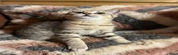 British Shorthair cats for sale: Gccf male British Shorthair kitten ready now  - Advert 5