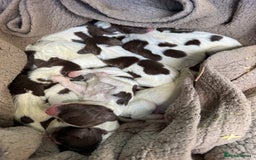 English Springer Spaniel dogs for sale: Springer Spaniel Pups - Image 3