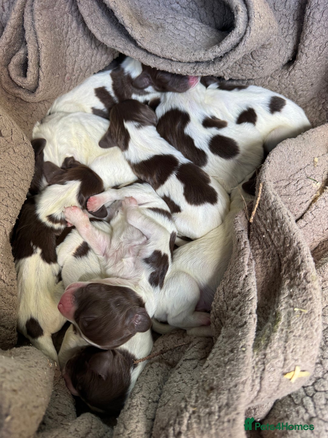 English Springer Spaniel dogs for sale: Springer Spaniel Pups - Image 3