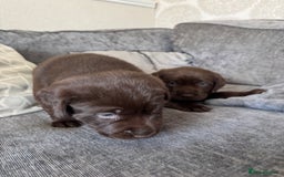 Labrador Retriever dogs for sale: Labradors Chunky chocolate x2 males  - Image 12