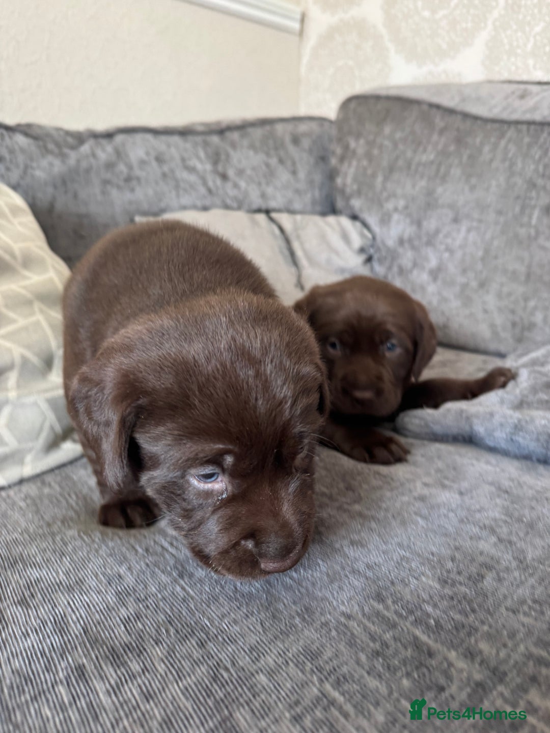 Labrador Retriever dogs for sale: Labradors Chunky chocolate x2 males  - Image 12