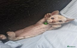 Bengal cats for sale: Rare Snow Genetic & Health Tested Bengal Kittens - Image 1