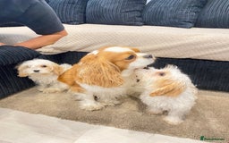 Cavapoo dogs for sale: Extensively health tested puppies - Image 6