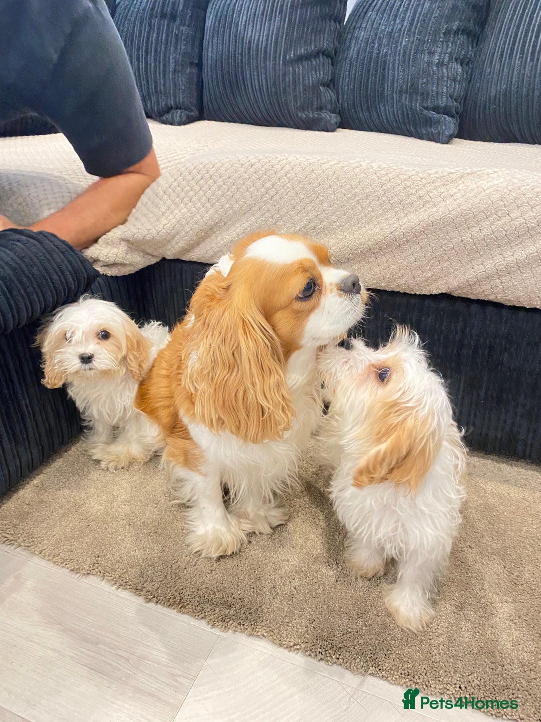 Cavapoo dogs for sale: Extensively health tested puppies - Image 6