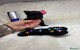 Yorkshire Terrier dogs for sale: Yorkshire terrier Tea cup puppies 480g at 8 weeks - Image 7