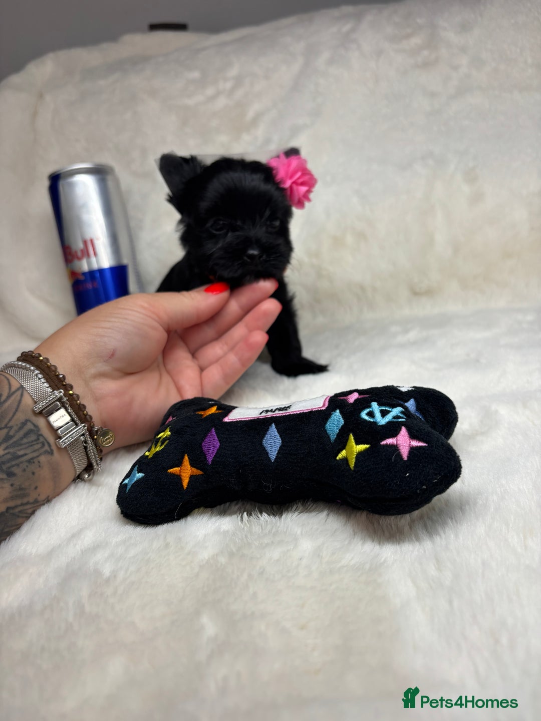 Yorkshire Terrier dogs for sale: Yorkshire terrier Tea cup puppies 480g at 8 weeks - Image 7