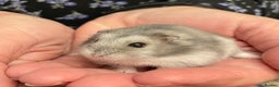 Hamster rodents for sale: Baby Winter White Russian hamsters from show stock - Advert 13