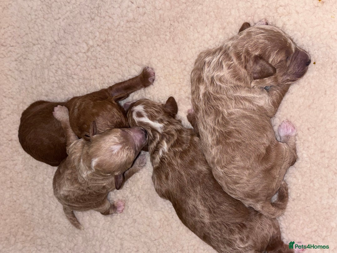 Cockapoo dogs for sale: F1B cockapoo puppies  - Advert 5