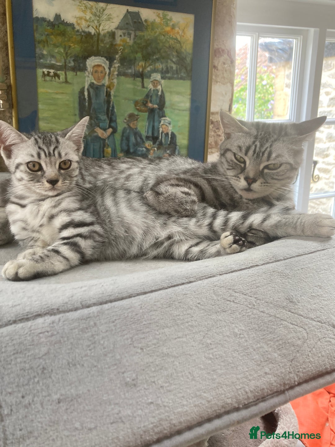 Brazilian Shorthair cats for sale: Beautiful British Shorthair kitten  - Image 1