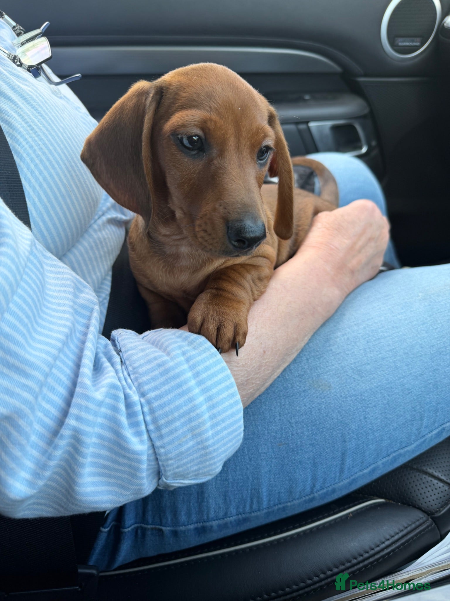 Dachshund dogs 🐾 Mini Boy 8wks JUNE- home more important 🐾 - Advert 7