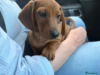 Dachshund dogs 🐾 Mini Boy 8wks JUNE- home more important 🐾 - Advert 7