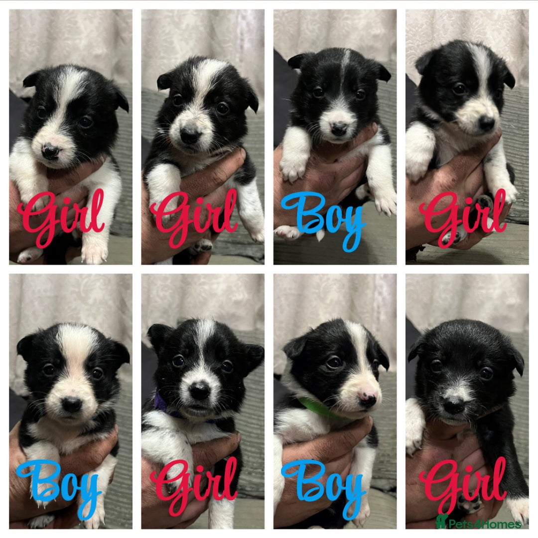 Mixed Breed dogs for sale: Collie pups!  - Advert 10