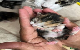 Bengal cats for sale: Rare Bengal Breed In White and Grey Ginger - Image 9