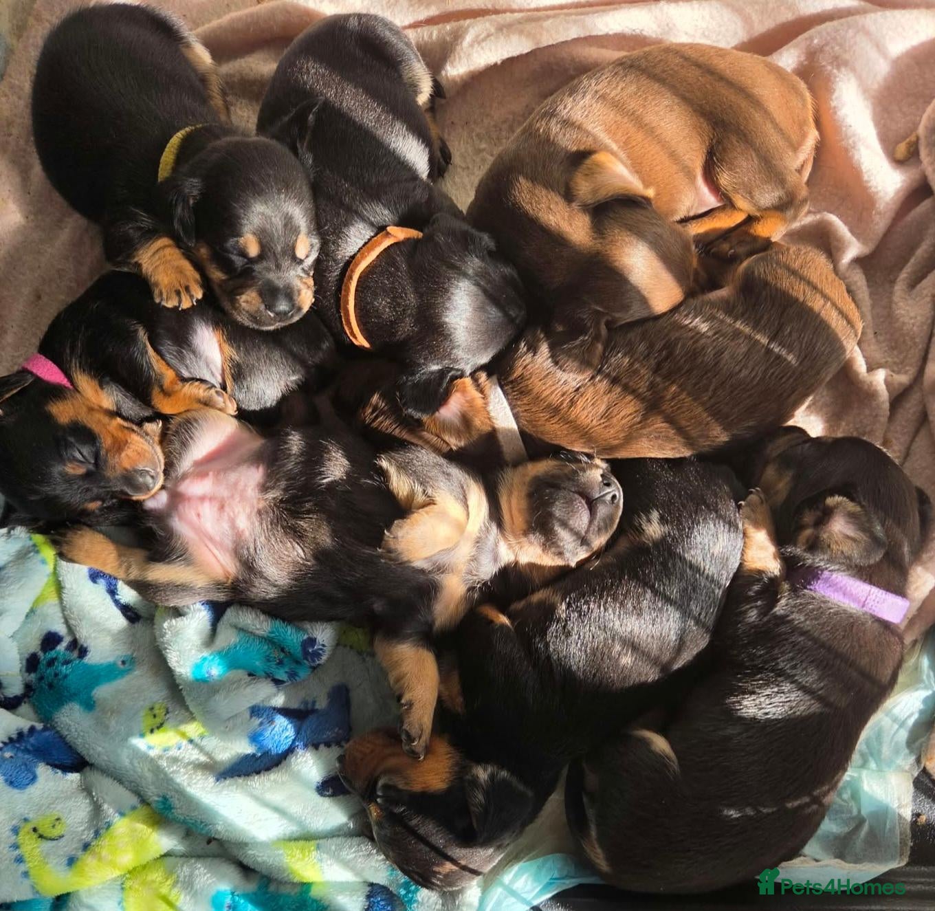 Dachshund dogs Miniature dachshund puppies  - Advert 11