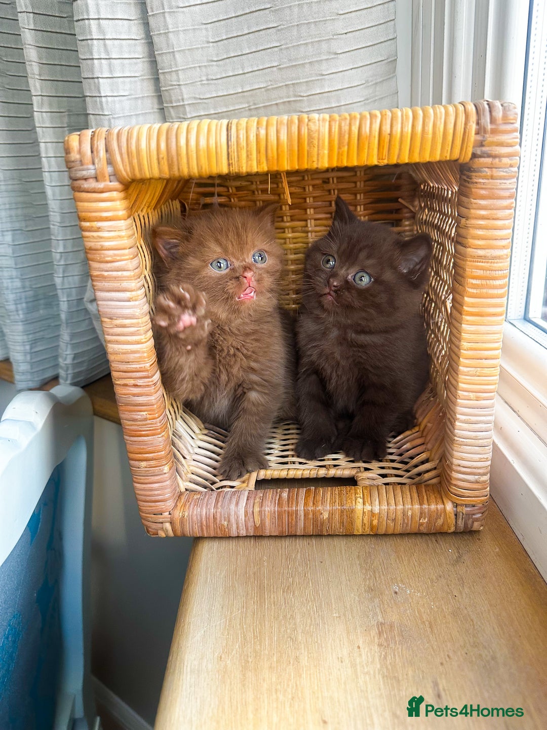 British Shorthair cats for sale: GCCF reg BS kittens true to type cinnamon  - Image 6