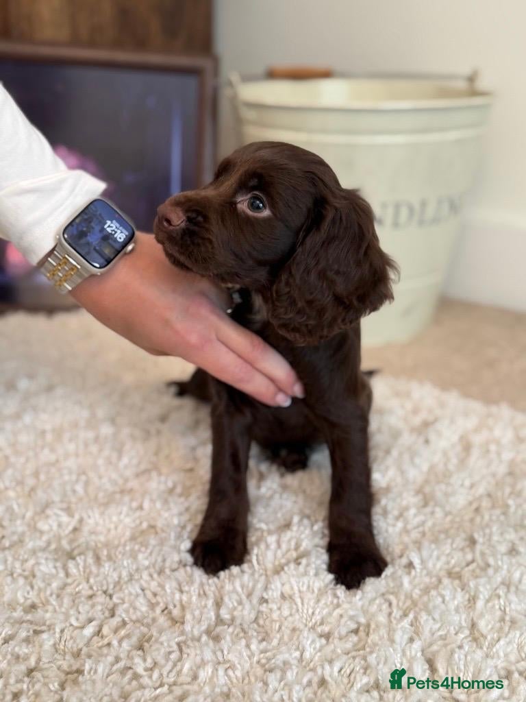 Cocker Spaniel dogs Ready Now, Cocker Spaniel Pups KC Reg, Field trial - Advert 4