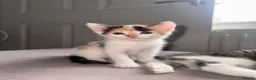 Domestic Shorthair cats for sale: Kittens ready for homes💗 in Loughborough - Advert 7