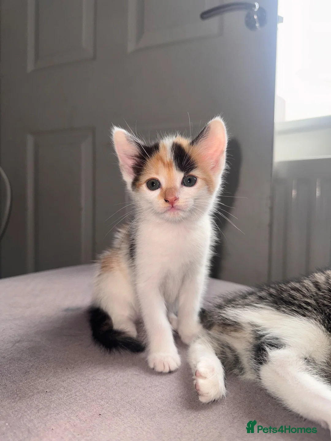 Domestic Shorthair cats for sale: Kittens ready for homes💗 in Loughborough - Advert 7