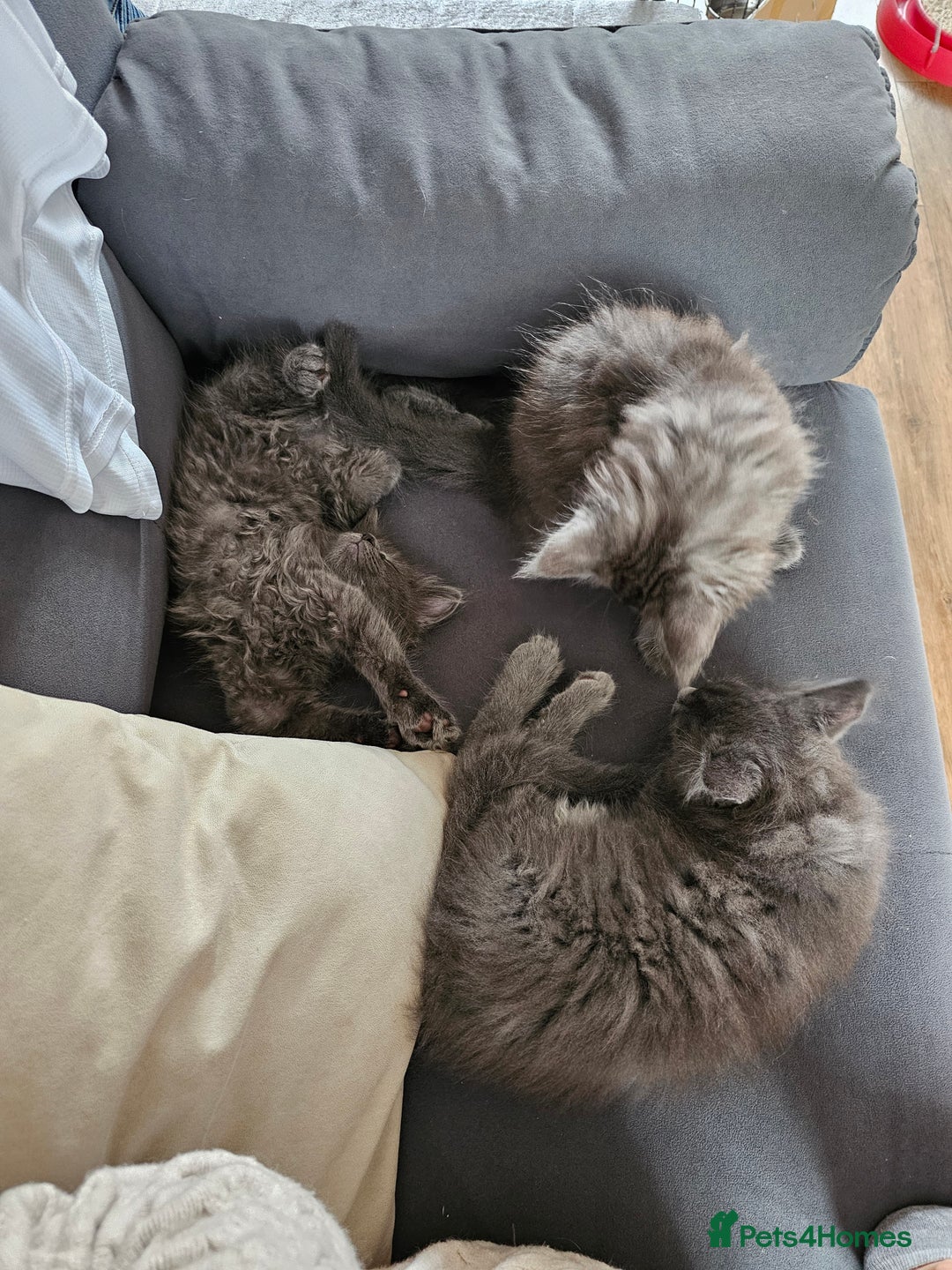 Maine Coon cats for sale: Blue Maine Coon kittens Tica registered in King's Lynn - Image 19