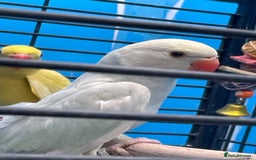 Ringnecks birds for sale: Indian Ringneck Ring neck parakeets  - Image 6