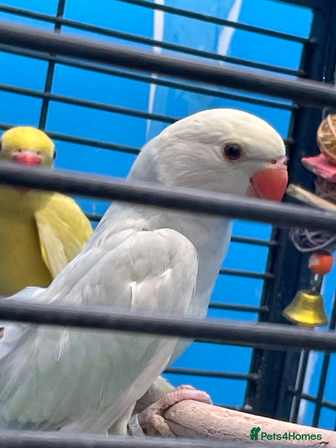 Ringnecks birds for sale: Indian Ringneck Ring neck parakeets  - Image 6