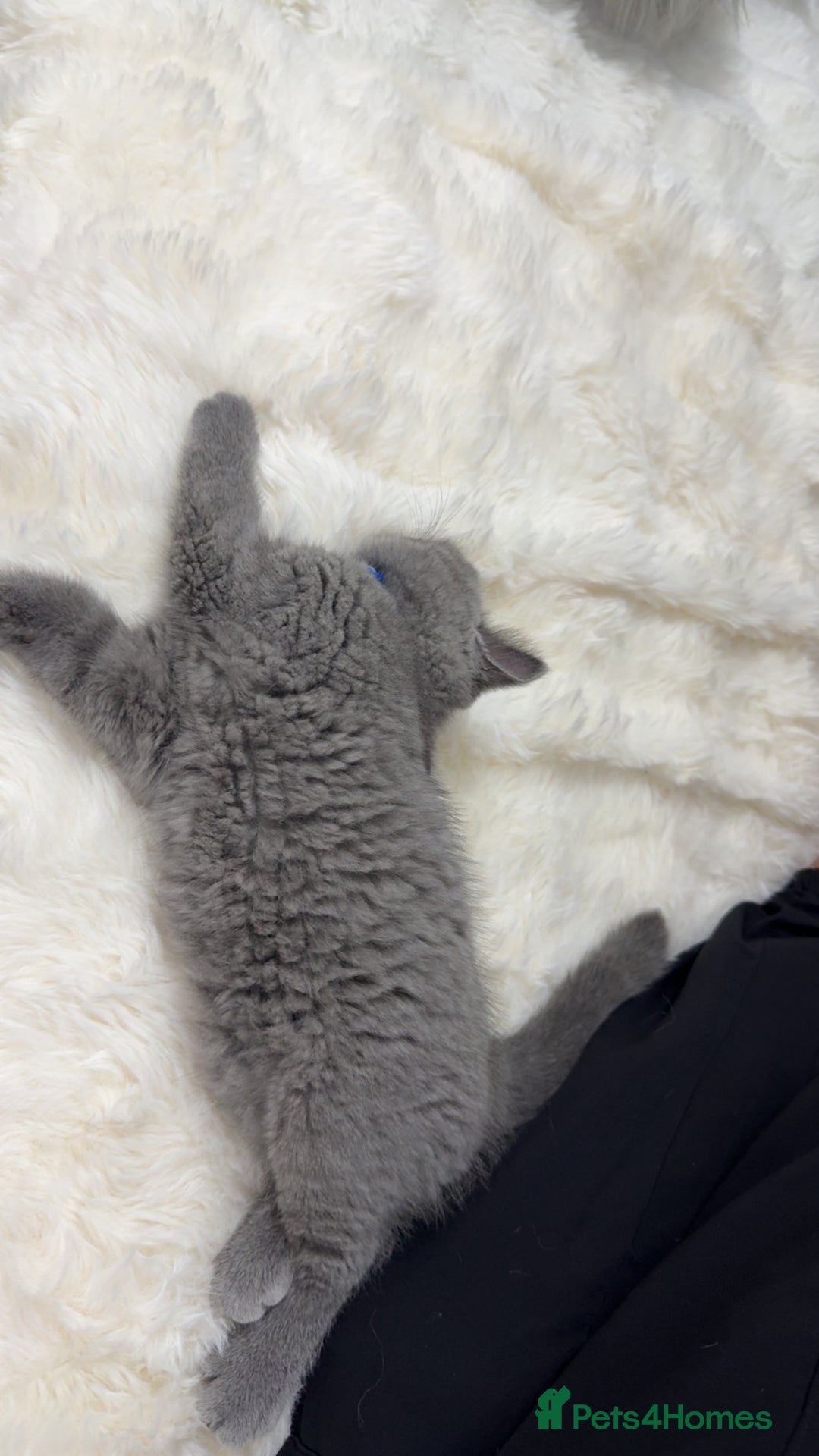 Scottish Fold cats for sale: Scottish fold - Image 13