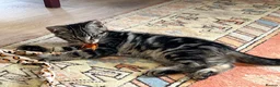 Mixed Breed cats for sale: Black tabby girl in Malmesbury - Advert 3