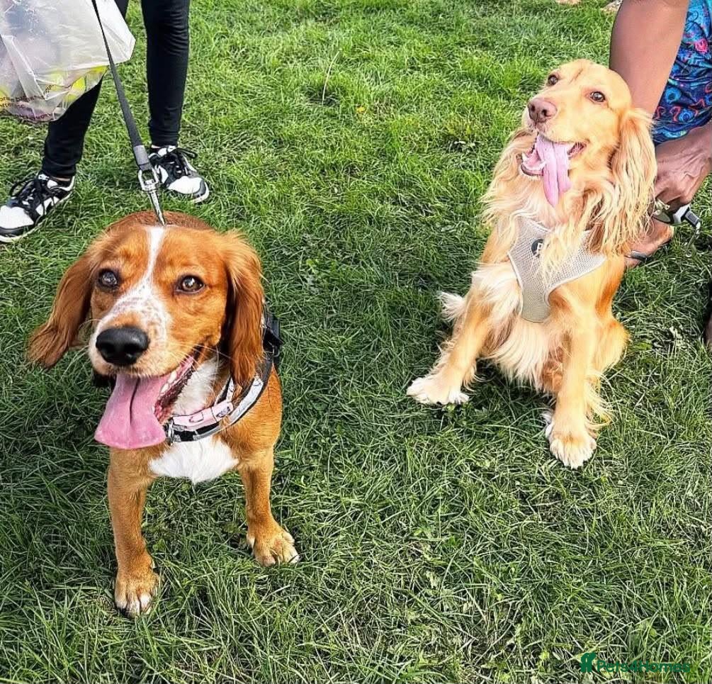 Cocker Spaniel dogs Cocker Spaniel Puppies – 5 Girls & 1 Boy 🐾 - Advert 2