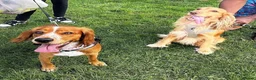 Cocker Spaniel dogs for sale: Cocker Spaniel Puppies – 5 Girls & 1 Boy 🐾 - Advert 1