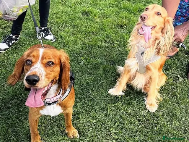 Cocker Spaniel dogs Cocker Spaniel Puppies – Updated Pics and Videos - Advert 2