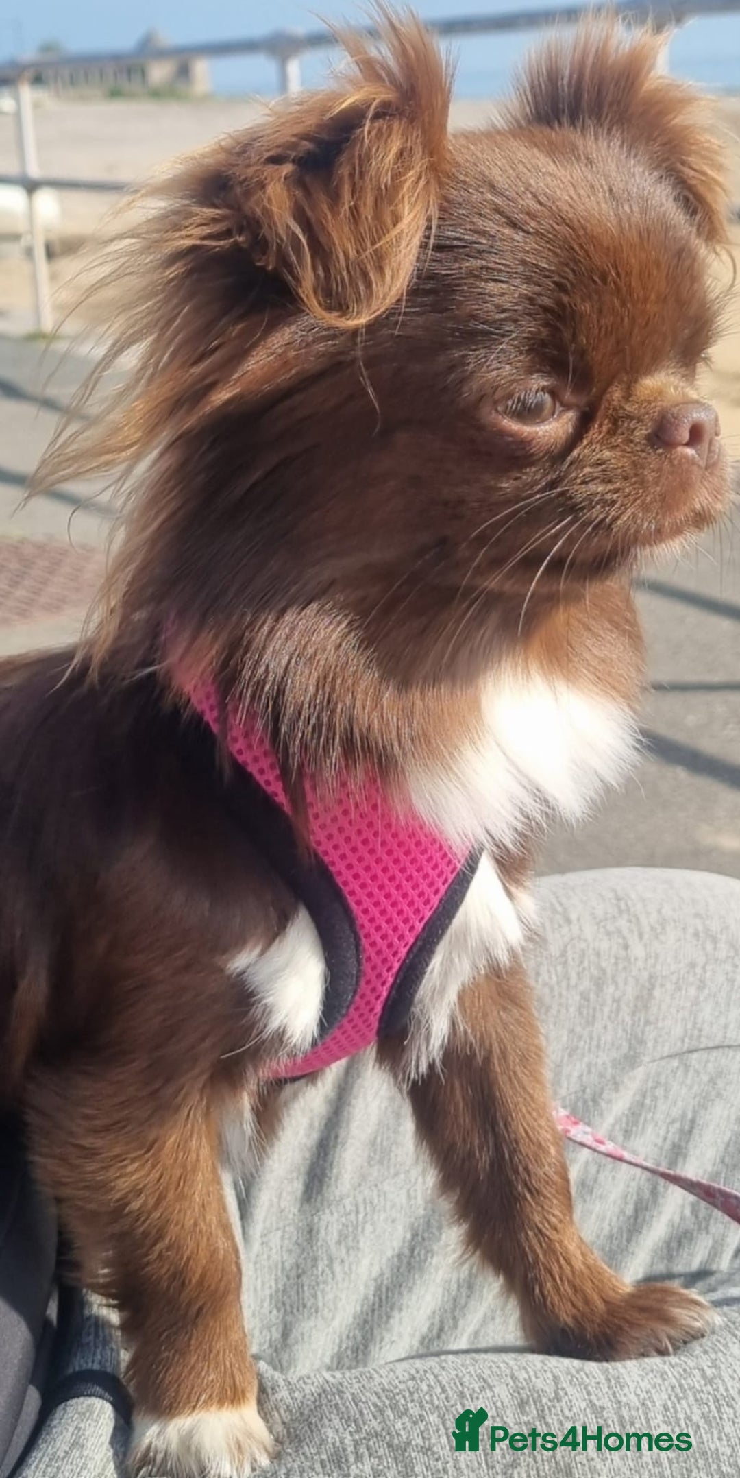 Chihuahua dogs for sale: Beautiful chocolate long coat chihuahuas - Image 16