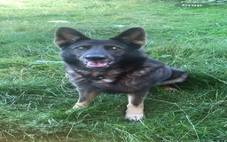 Mixed Breed dogs for sale: alaskan blue german shepard for rehoming (£100) - Advert 4