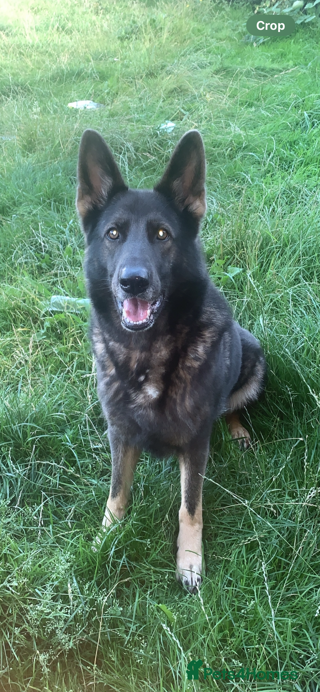 Mixed Breed dogs for sale: alaskan blue german shepard for rehoming (£100) - Advert 4