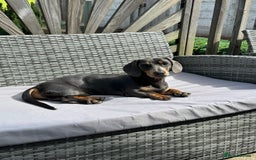 Miniature Dachshund dogs for stud: Available for stud blue and tan mini dachshund - Image 14