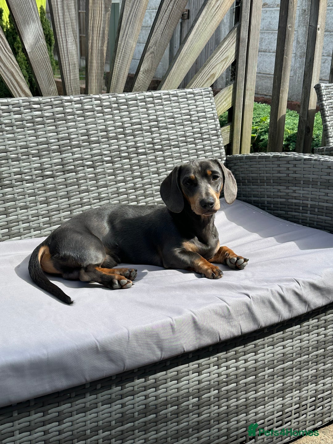 Miniature Dachshund dogs for stud: Available for stud blue and tan mini dachshund - Image 14