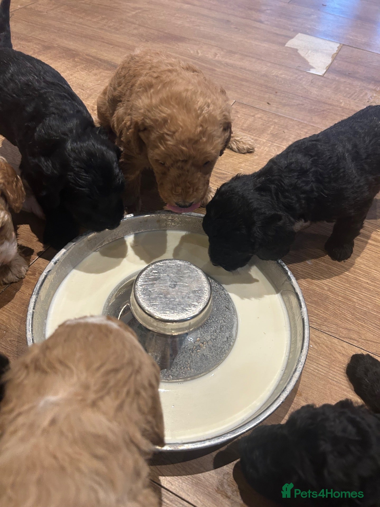 Labradoodle dogs Beautiful F1B Miniature Labradoodles - Advert 2