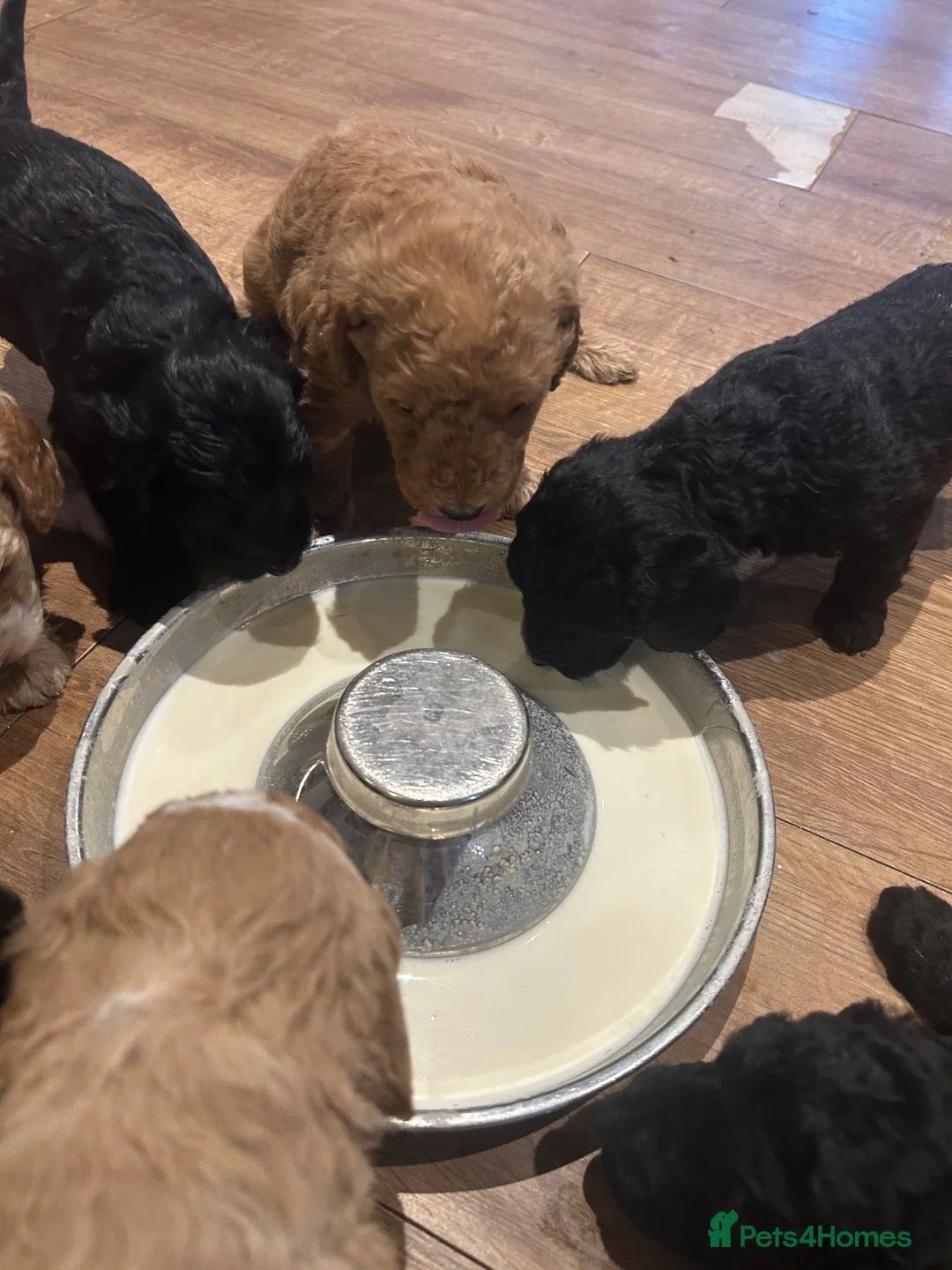 Labradoodle dogs for sale: Beautiful F1B Miniature Labradoodles - Advert 1