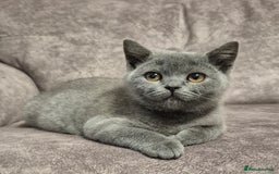 British Shorthair cats for sale: **Stunning TICA Registered Blue male** - Image 8