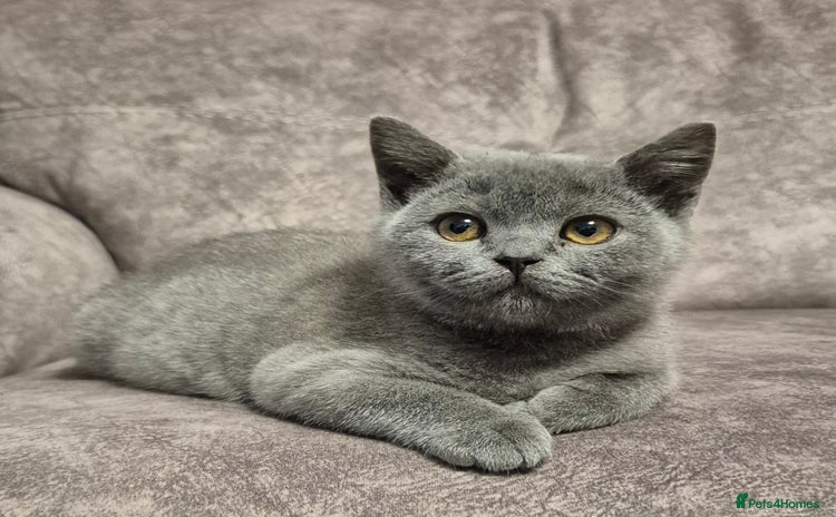 British Shorthair cats - Advert 1