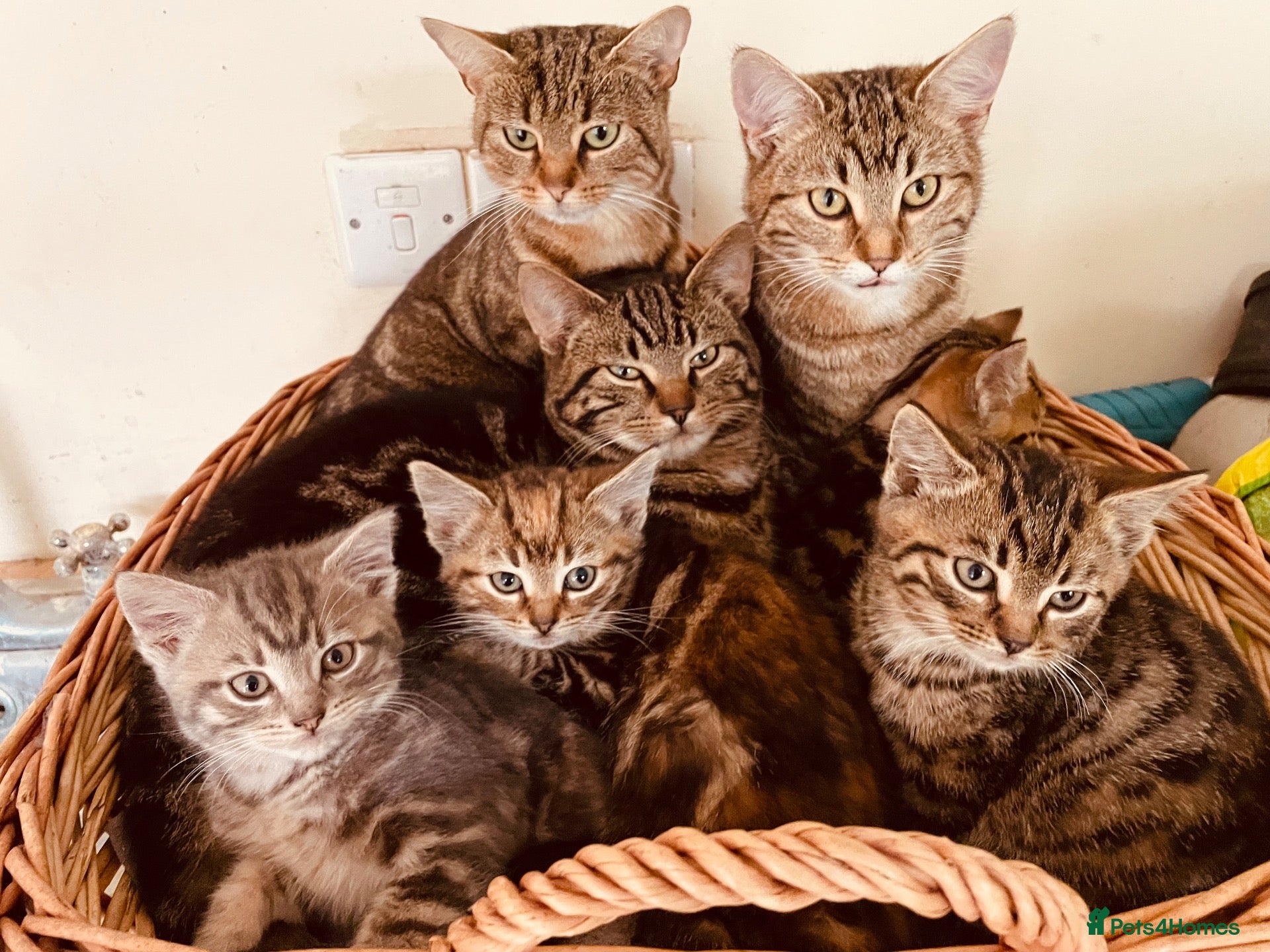 Mixed Breed cats for sale: Farm kittens - Advert 3