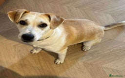 Mixed Breed dogs for adoption: Meet Freya, currently residing in Ormskirk  - Image 5